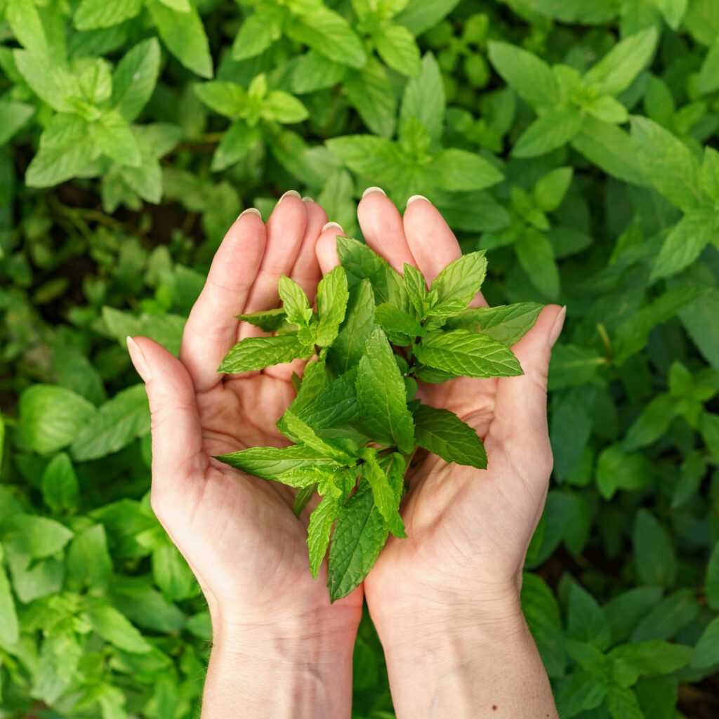 bunch fresh mint female hands scaled
