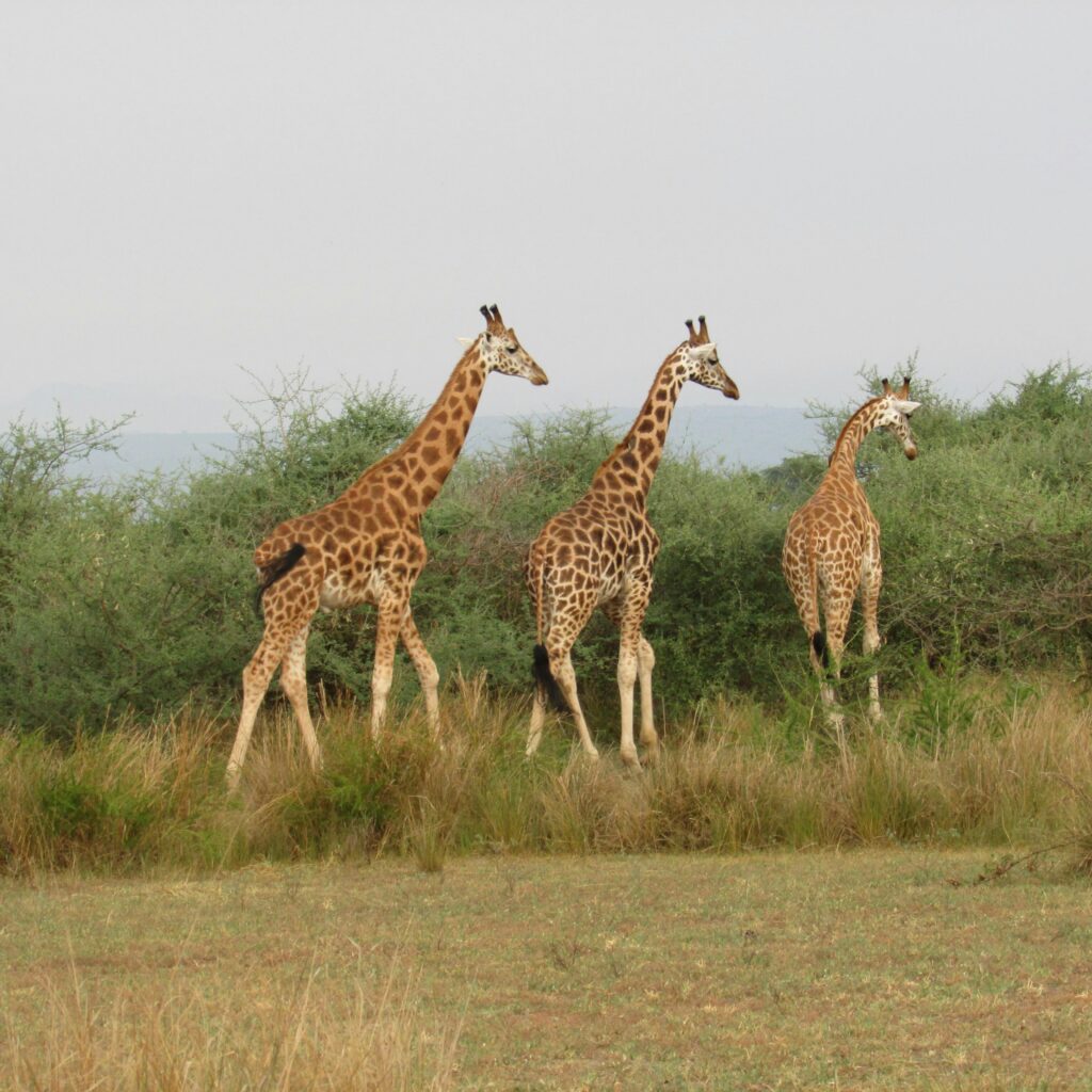 Qualitcert Uganda